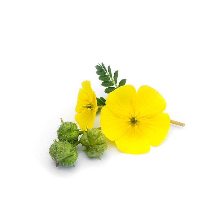 Tribulus που έρπει στο Feronex